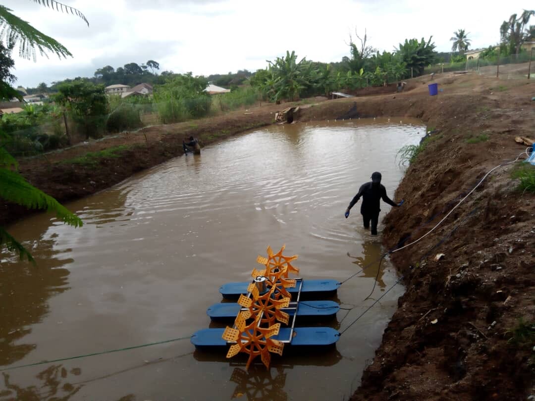 Overflowing with opportunity Ghana’s wastewater catfish farms The