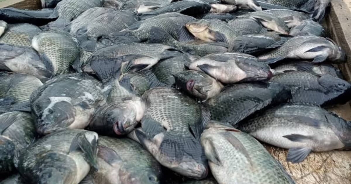 Environmental impact of illegal tilapia farm in Ghana revealed - The Fish Site