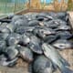 Environmental impact of illegal tilapia farm in Ghana revealed thumbnail image