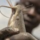 Value chain analysis could help unlock the potential of Nigeria's catfish industry thumbnail image