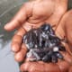 Is wastewater-fed aquaculture a sustainability gamechanger? thumbnail image