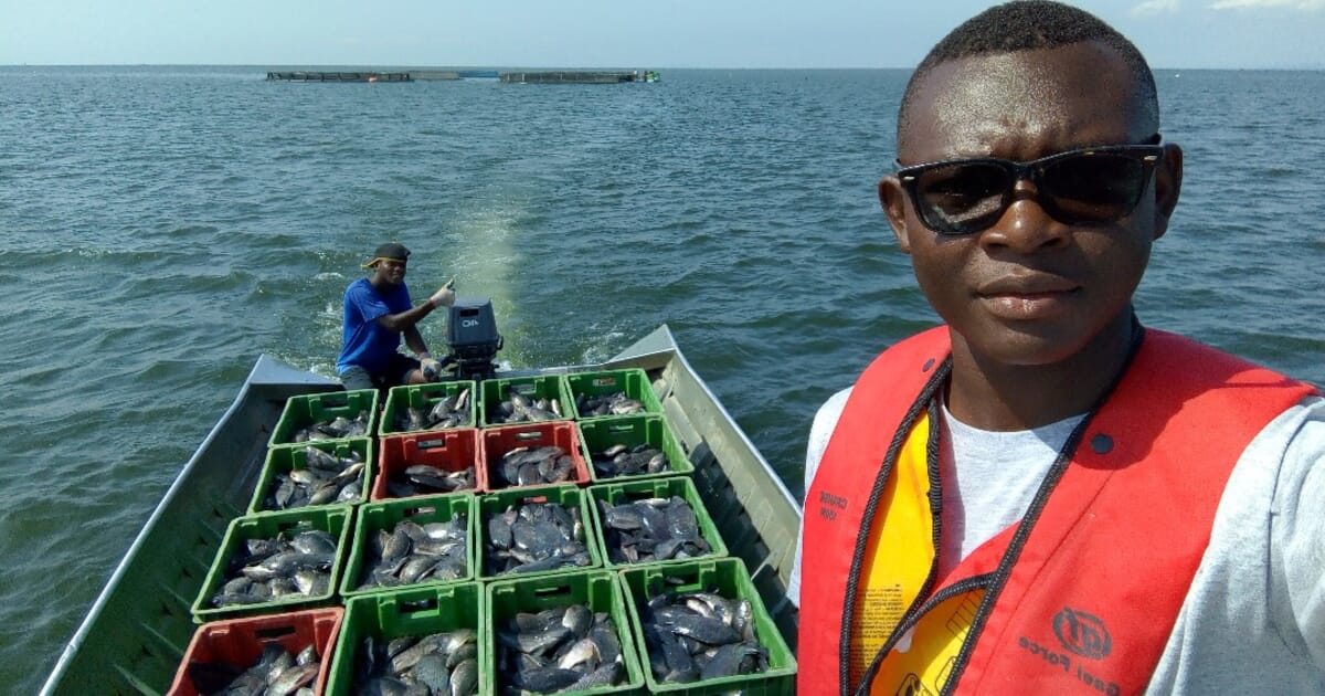 GIFT versus Akosombo strain tilapia – which fare better in Ghana? - The Fish Site