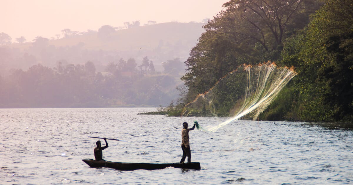 Uganda Signs Swim Bladder Deal With China The Fish Site Uganda Signs Swim Bladder Deal With China The Fish Site