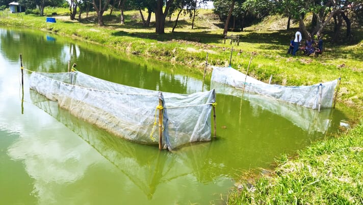 The pros and cons of pond vs cage aquaculture in Kenya thumbnail image