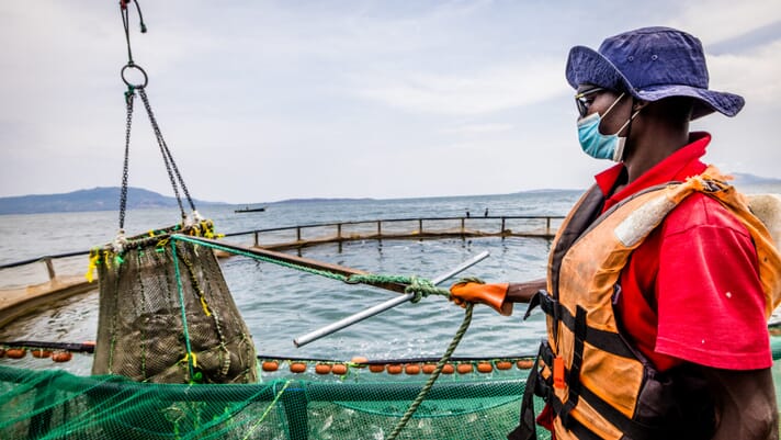 Africa’s most ambitious aquaculture producer: ensuring future success thumbnail image