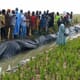 Nigerian integrated aquaculture trial increases health and wealth thumbnail image