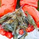 Genomic breakthrough for freshwater prawns thumbnail image
