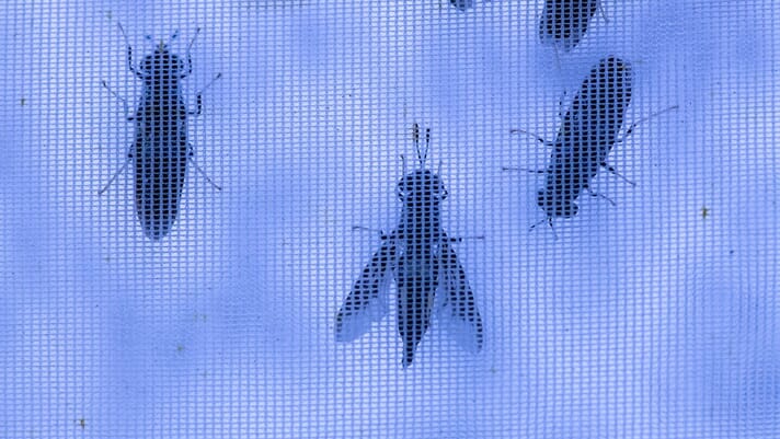 Insect tech startup lands $5 million in funding thumbnail image
