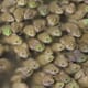 Amphibious aquaculture: why frog farming is set for success thumbnail image