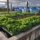 Plants may hold the key for aquaponics microbiome thumbnail image