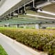Upward Farms announces plans for world's largest indoor vertical farm thumbnail image