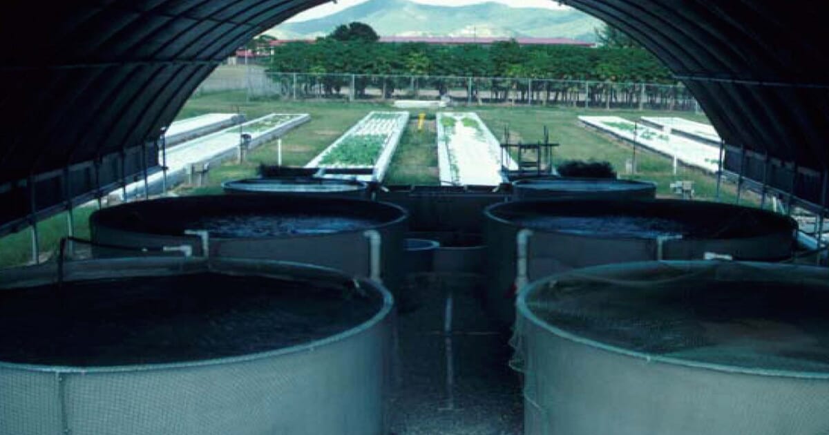 The Godfather Of Aquaponics The Fish Site The Godfather Of Aquaponics The Fish Site