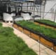 Mullet and Salicornia combine well in aquaponics trial thumbnail image