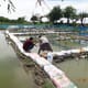 Can probiotics solve aquaculture’s water pollution issues? thumbnail image