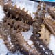 PanaSea’s aquaculture project helps restore Panama’s sea cucumber population thumbnail image