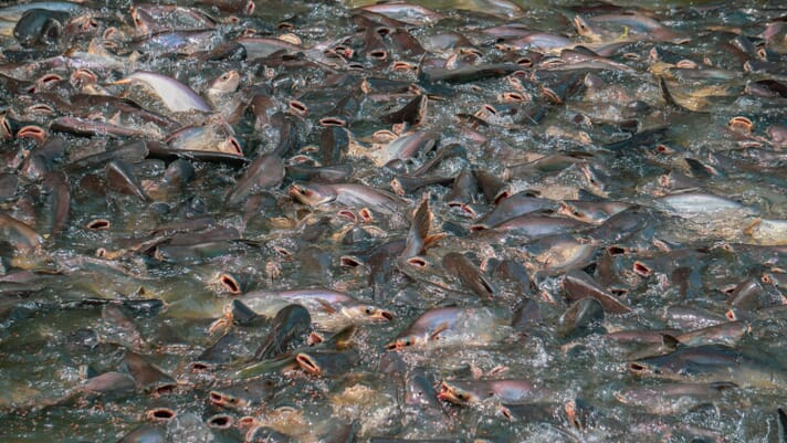 Can Bangladesh’s pangasius sector comply with sustainability certification? thumbnail image