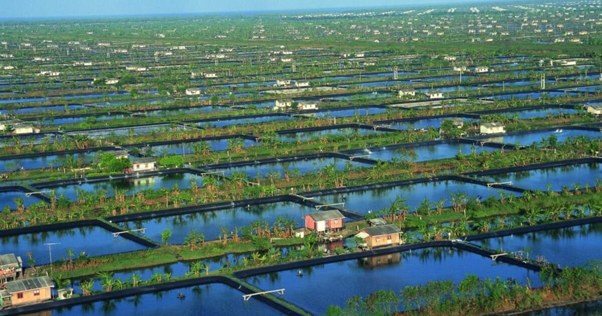 Project seeks to improve Indonesian shrimp farming sector | The Fish Site