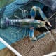 Dorset to host UK's first redclaw crayfish RAS thumbnail image