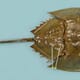 Hope for culturing horseshoe crabs gains ground thumbnail image