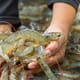 Mexican shrimp sector set for 177,000 tonne year thumbnail image