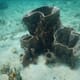 How sponges adapt to climate change   thumbnail image