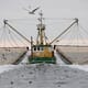 US shrimp sector calls for investigation into forced labour in fishmeal supply chain thumbnail image