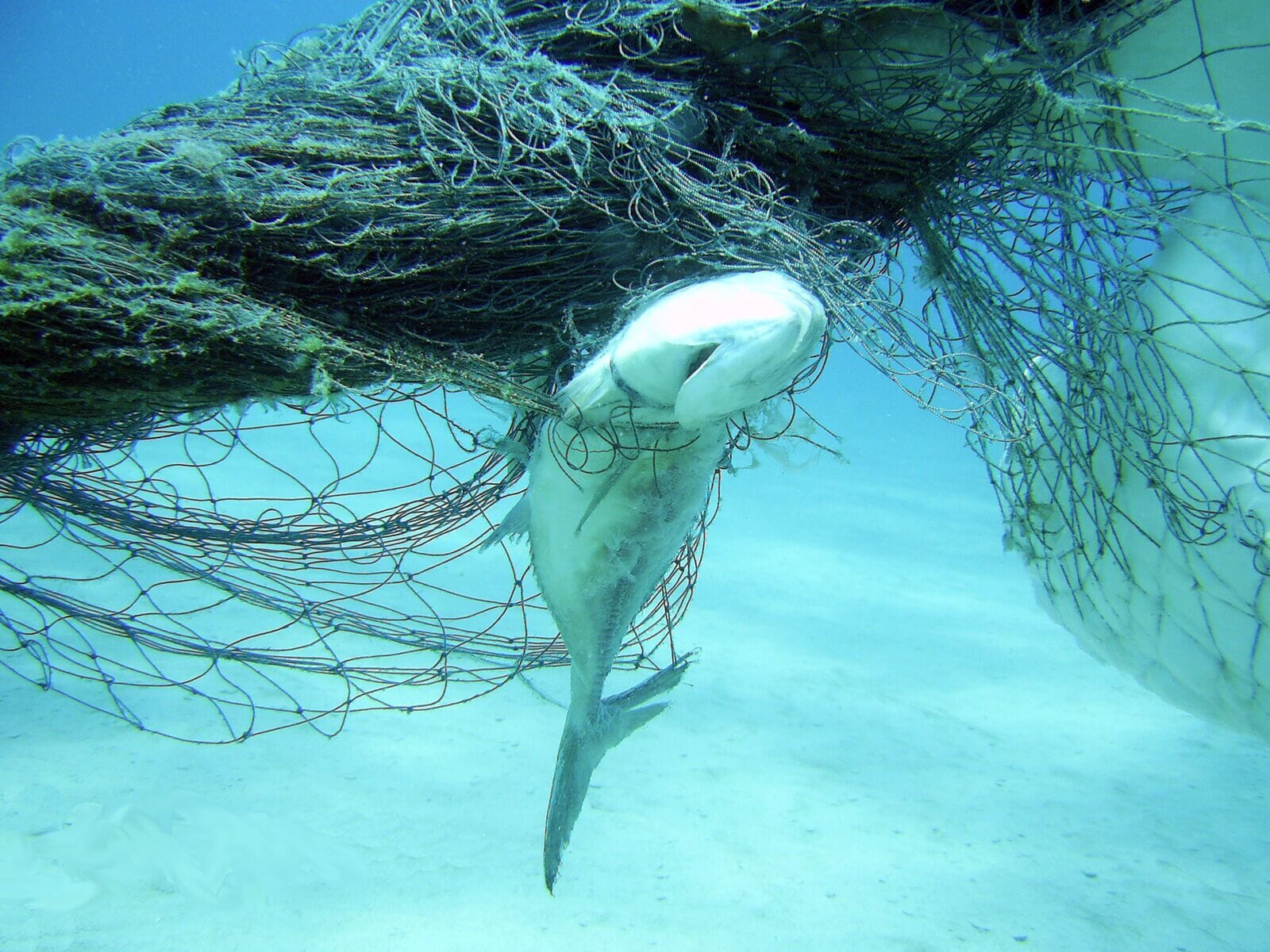 ghost fishing gear