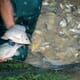 Can tilapia producers counter US-China trade war troubles? thumbnail image