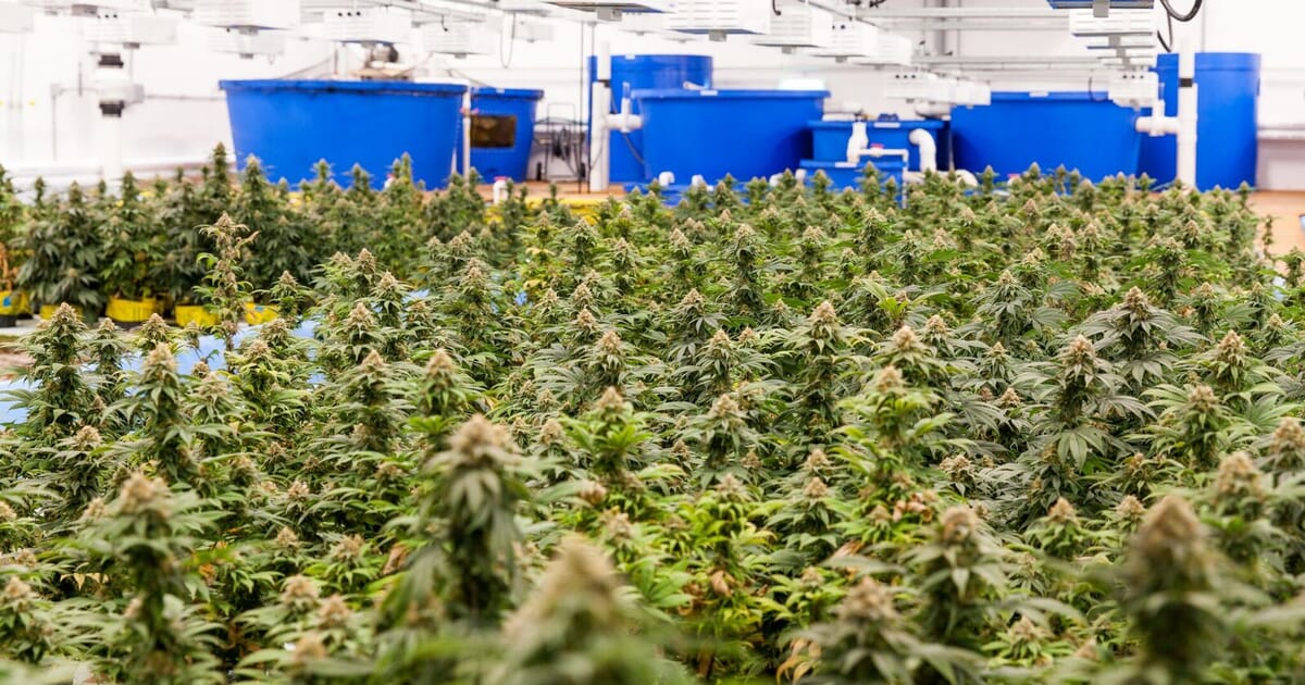 Cutting Aquaponics Costs Is More Than Pot Luck The Fish Site