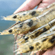 Initiative targets Indonesian shrimp sector thumbnail image