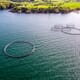 Irish aquaculture values for 2021 drop 2 percent from previous year thumbnail image