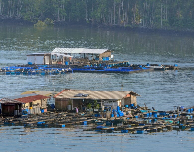 Case study menhaden the fish behind the farm picture