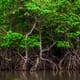Mekong Delta province encourages shrimp breeding in mangroves thumbnail image