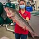 NOAA to fund striped bass farming initiative thumbnail image