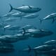 Bluefin quota disappoints EU fishermen thumbnail image
