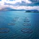 Study backs huge untapped potential of marine finfish farming in an era of climate change thumbnail image