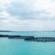 Singapore’s aquaculture production not spared from Covid-19 thumbnail image