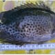 Assessing the potential of rabbitfish farming in the Philippines thumbnail image