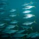 COVID helps to fast-track kingfish aquaculture development thumbnail image