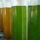 New microalgae strain could help make better-tasting vegan products thumbnail image