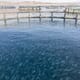 Saudi Arabia unveils its ambition of becoming a global aquaculture leader thumbnail image