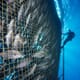 Ensuring the sustainable growth of the US offshore aquaculture sector thumbnail image