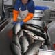 Salmon prices slashed by £1.40 a kilo thumbnail image