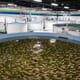 Top tips for setting up a recirculating aquaculture system: part 2 thumbnail image