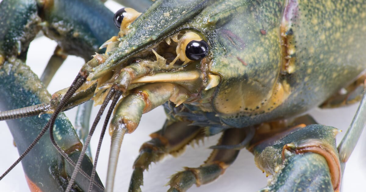 How to farm red claw crayfish | The Fish Site