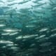 Submerging Atlantic salmon cages may do more harm than good thumbnail image