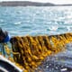 High hopes for low trophic species: seaweed aquaculture in the USA thumbnail image