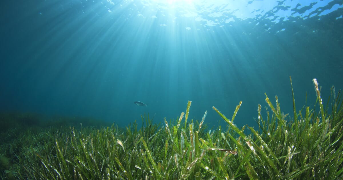 Can sea grass aquaculture help to halt climate change? - The Fish Site