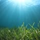 Can seagrass aquaculture help to halt climate change? thumbnail image