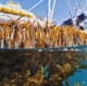 A thriving seaweed sector could yield massive benefits for New Zealand thumbnail image